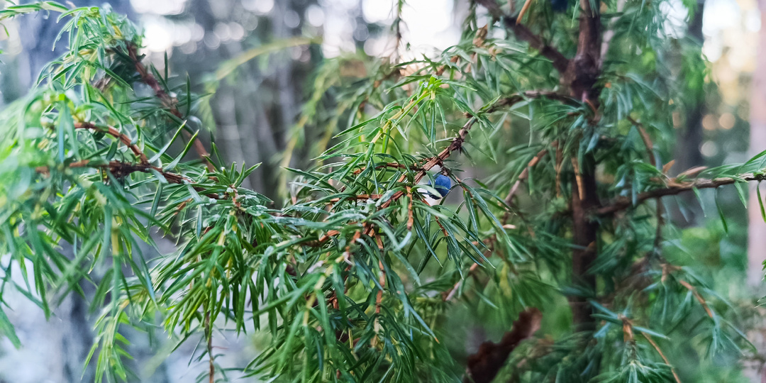 Можжевельник — дерево, которое видит сны: почему в середине января я иду к «лесному шаману» и какие тайны он мне шепчет