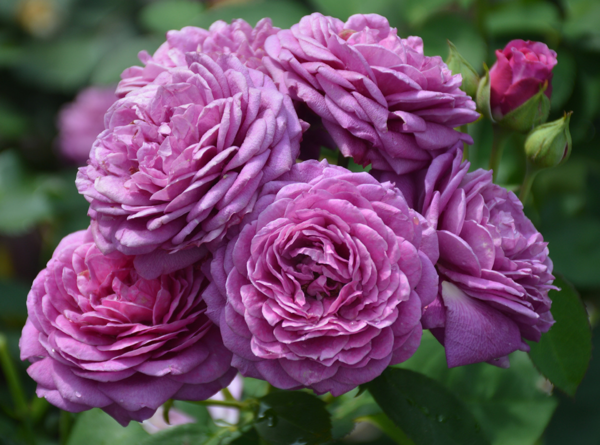 14июля 2025. Все фотографии в статье мои. Розы и прочие растения - тоже 