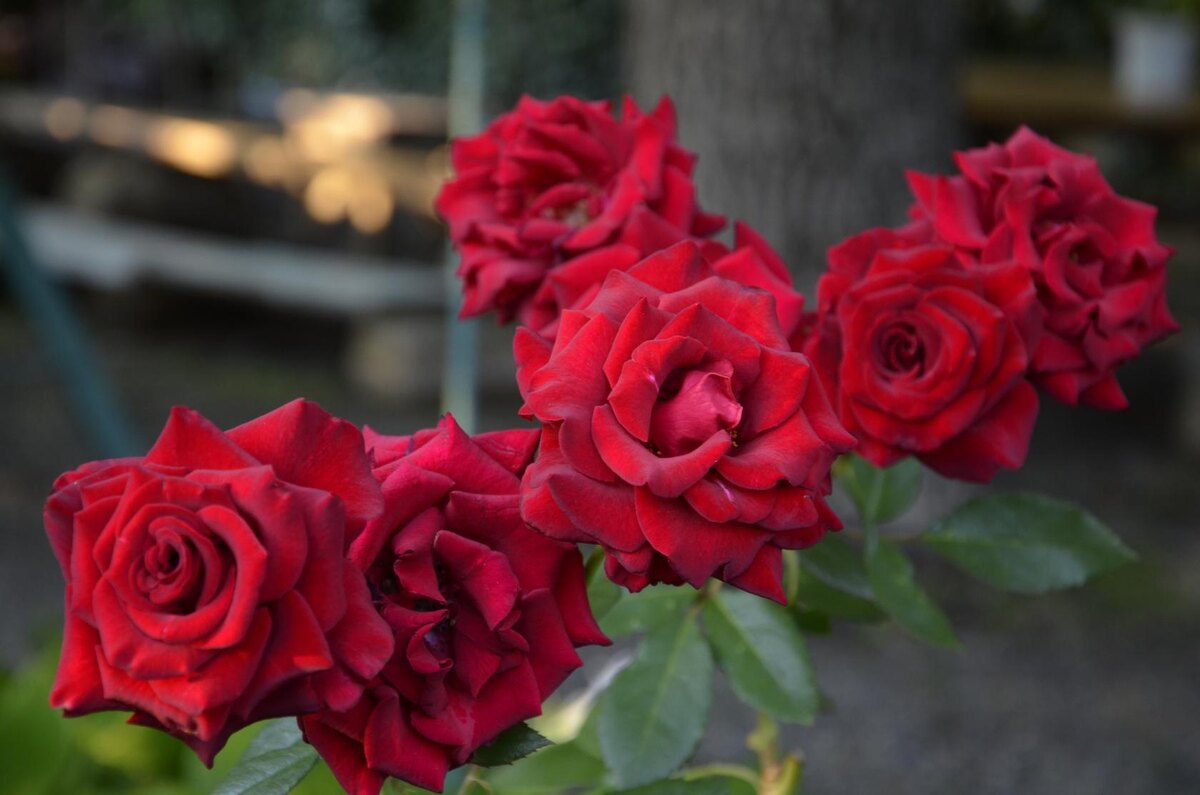 Роза Чёрная магия (Black Magic)