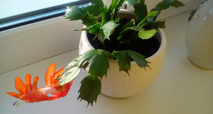    Автор фото - Рима Алкубайли