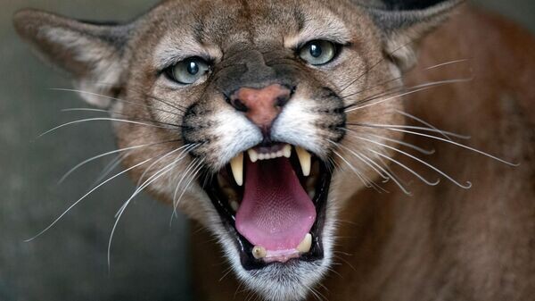    © AP / Andre Penner