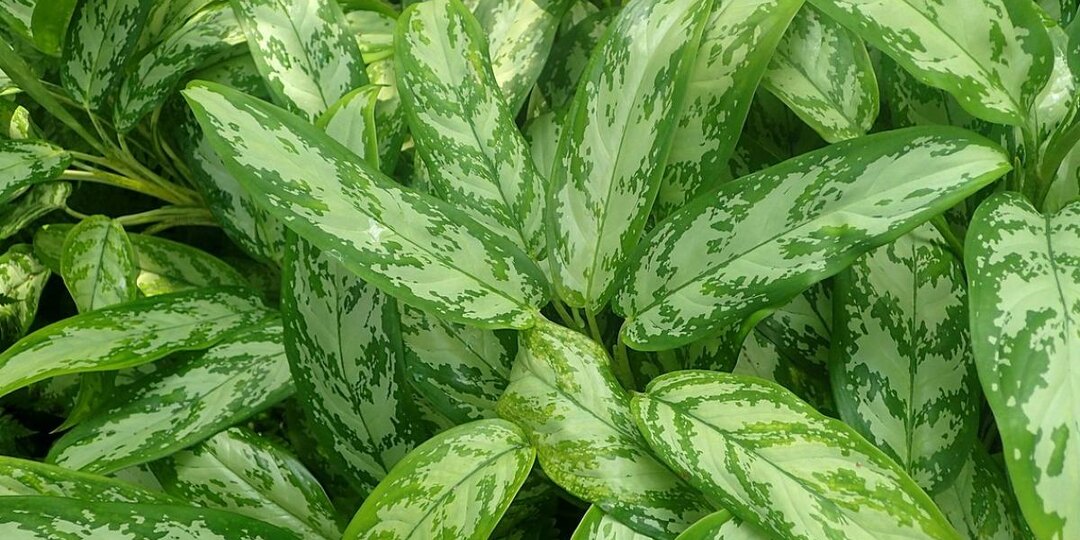 Аглаонема сохраняет декоративность при слабом освещении