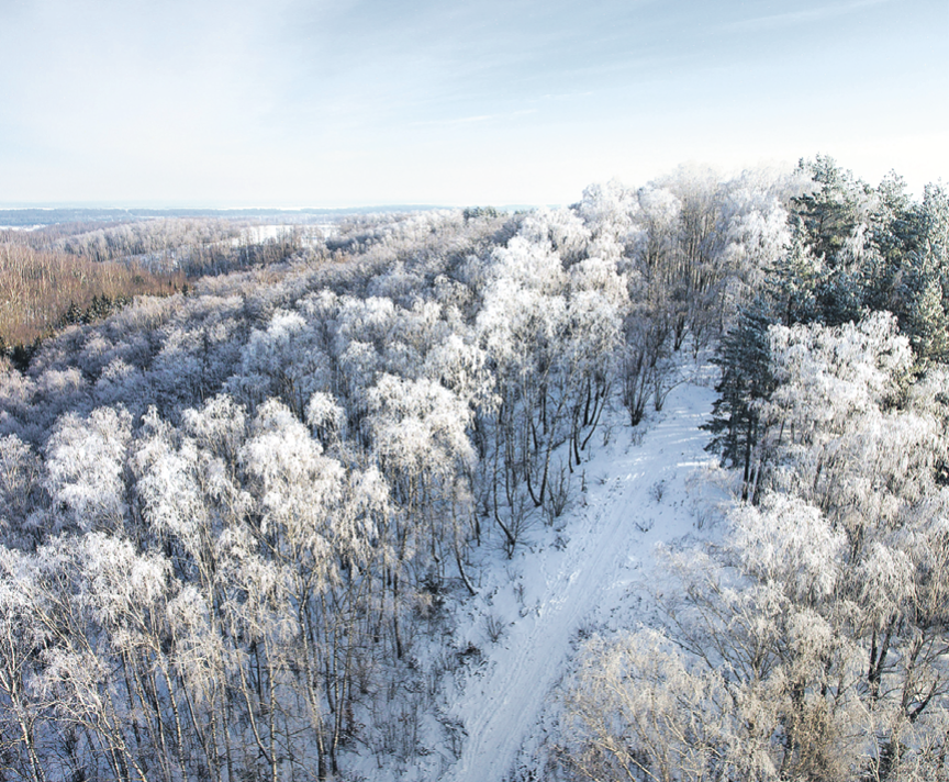 Леса Синеокой дарят необычайную красоту, а еще там есть необычная рельсовая трасса. Фото: БелТА