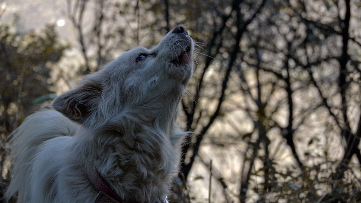    Вокализация — прямой способ сообщить о своем дискомфорте