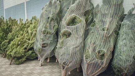    Продавец рассказал, куда в Ростове девают непроданные ёлки   1MI