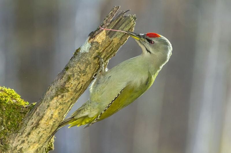 Зеленый дятел