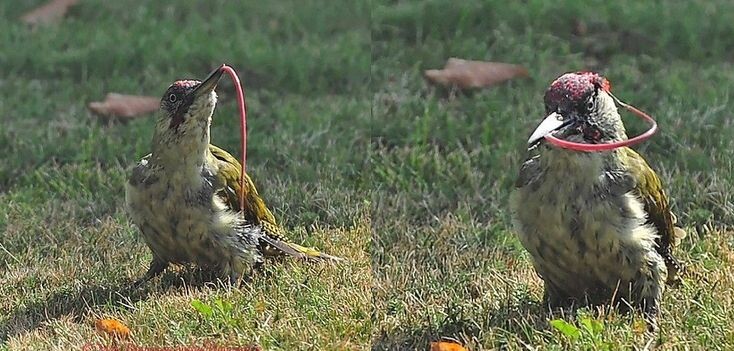 Зеленый дятел