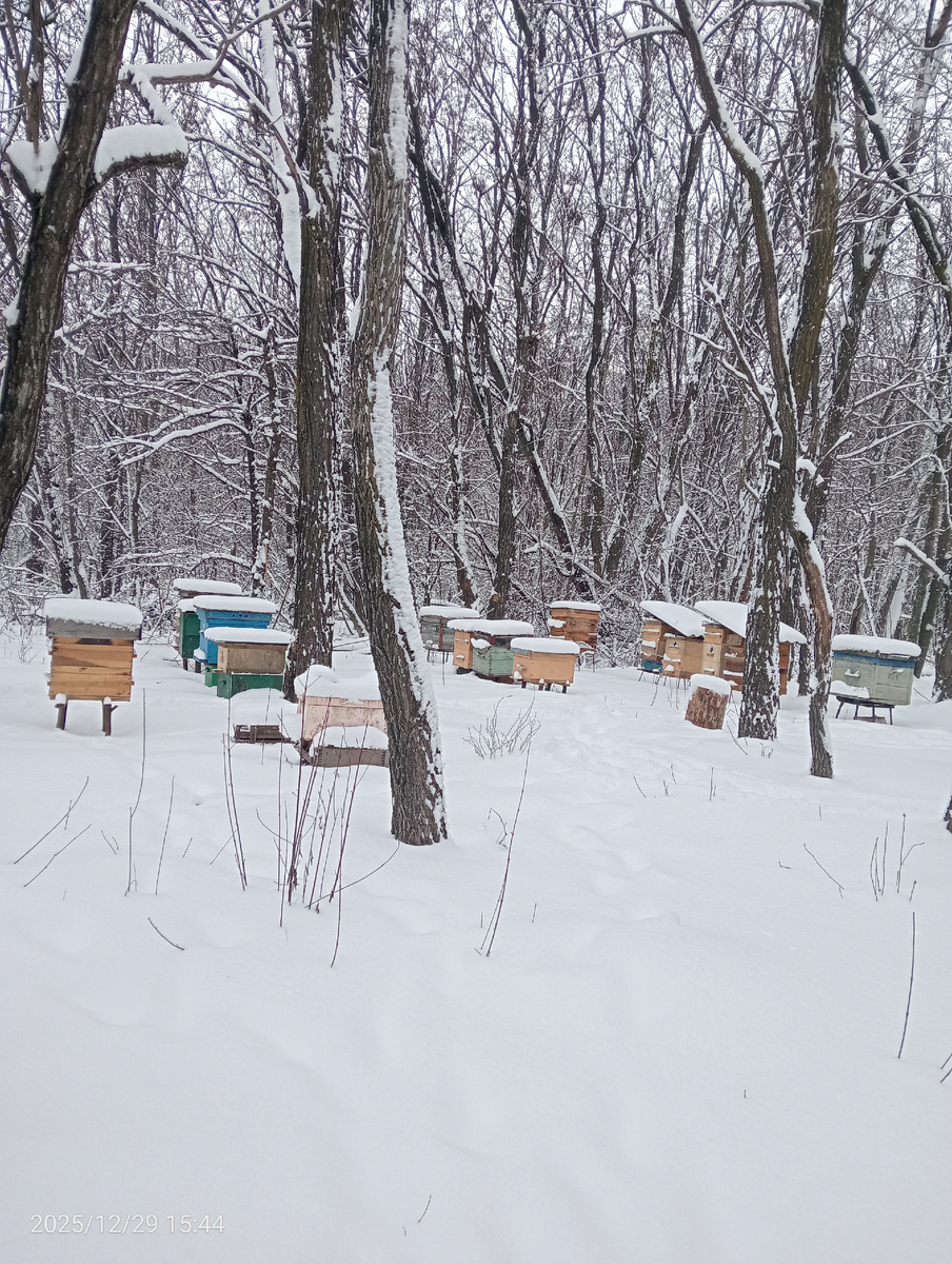 Зимняя пасека.