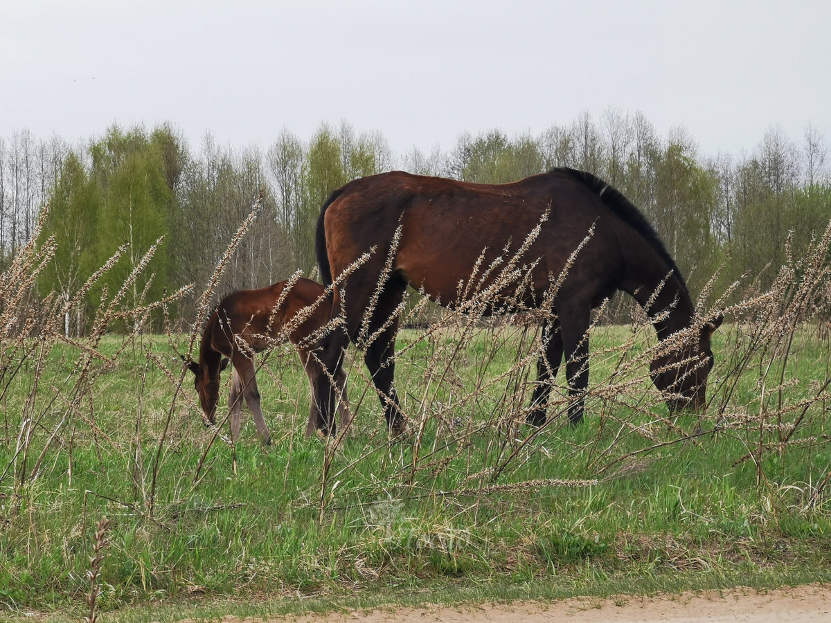 Лошадки не мои, фото моё.