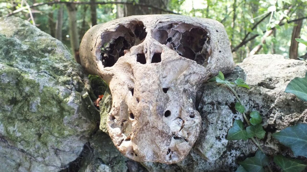 Таинственный череп из Адыгеи.
Источник: © http://www.belovodye-adygea.com/