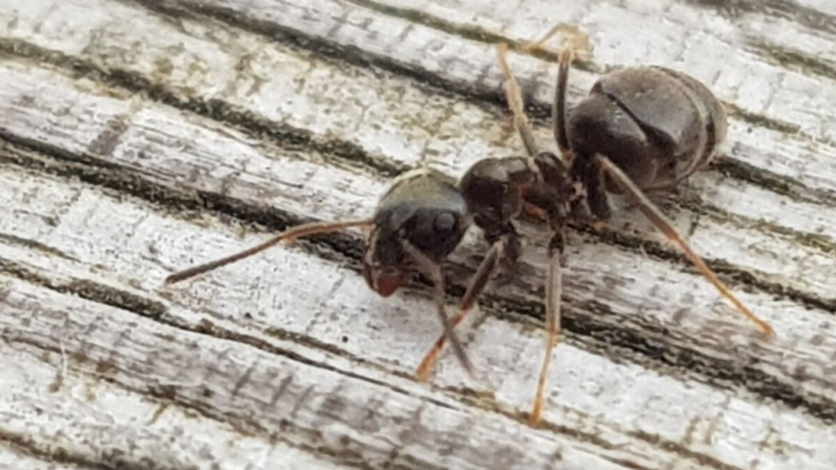 Рабочий lasius niger 