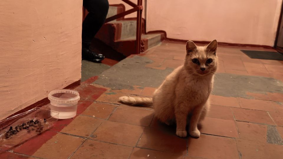 Не все так просто с этой кошкой из подъезда