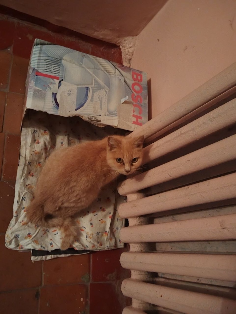 Местечко кошке жильцы сделали, но в дом не пускают. Фото из архива автора