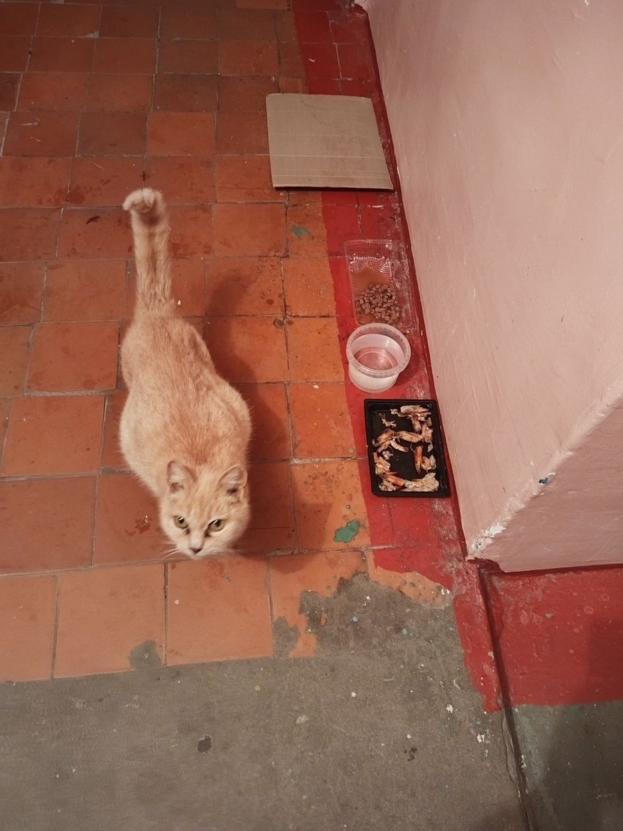 Беременный кабачок, но точно ли именно беременный? Фото из архива автора