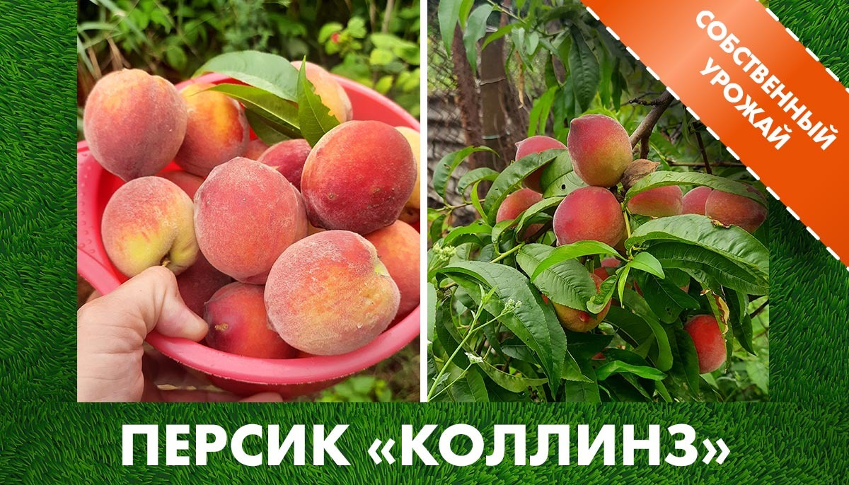 Собственный урожай в клетке саженцев персиков