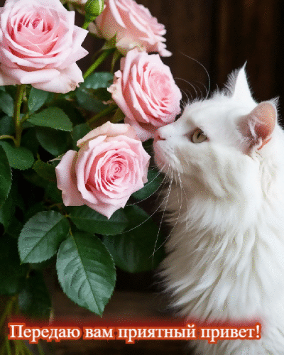 Передаю вам приятный привет!