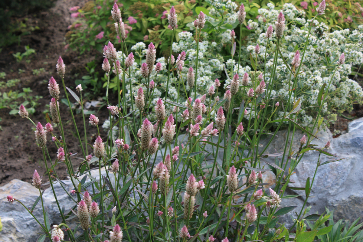 Фото с сайта 7dach