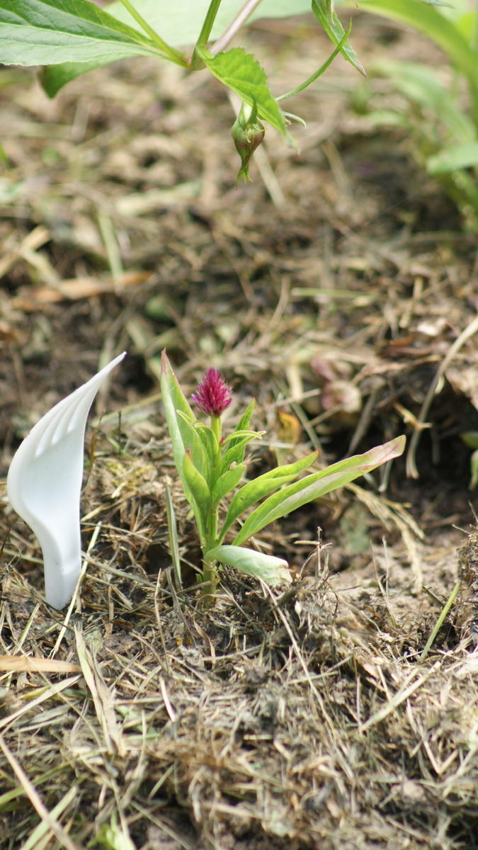 Целозия в моём саду