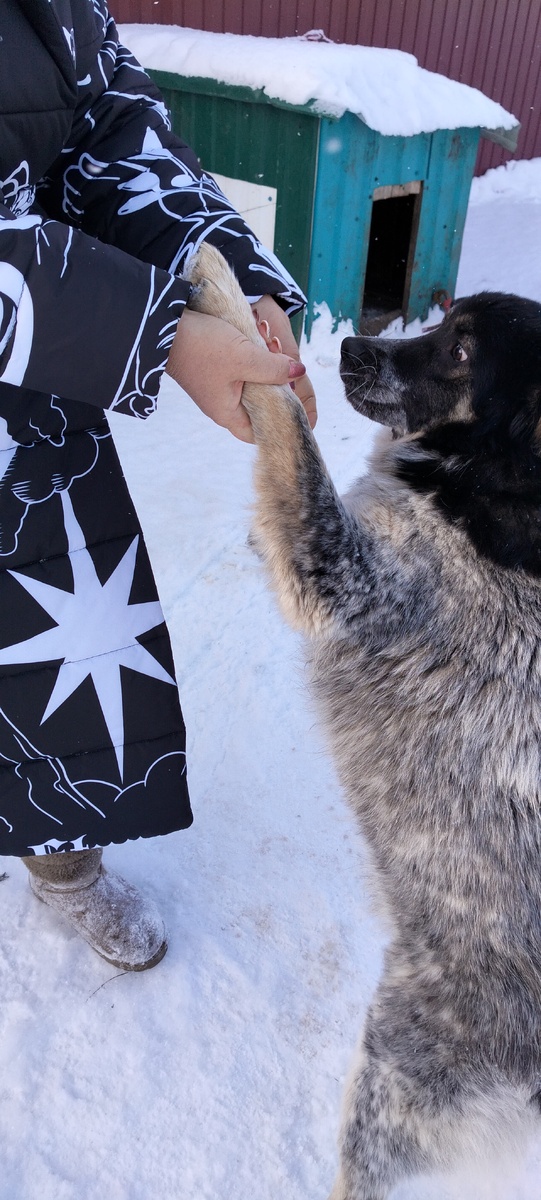 Тоша, дай лапу)