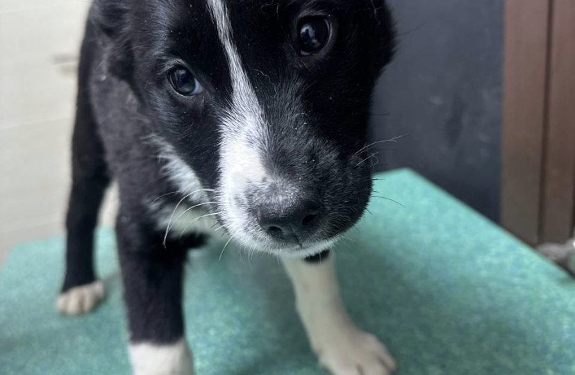 Единорожка. Мороз не переживет