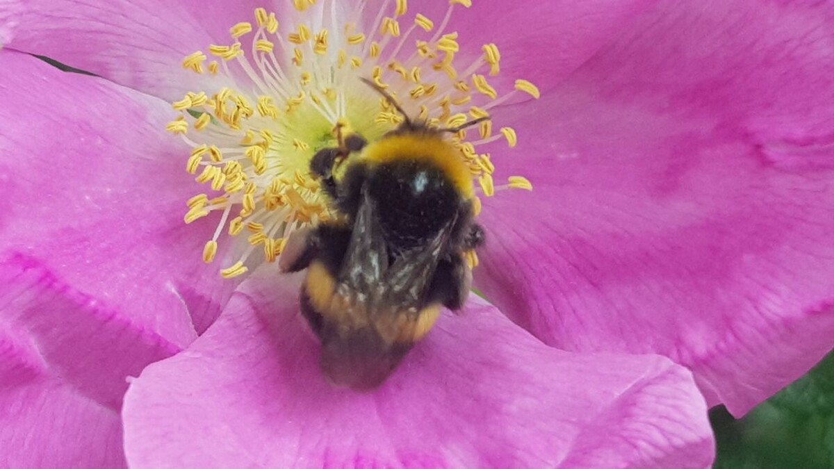 Рабочий Bombus