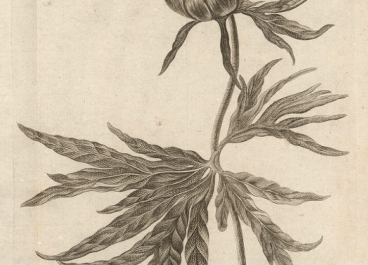 Пион аномальный. (Paeonia anomala L.).