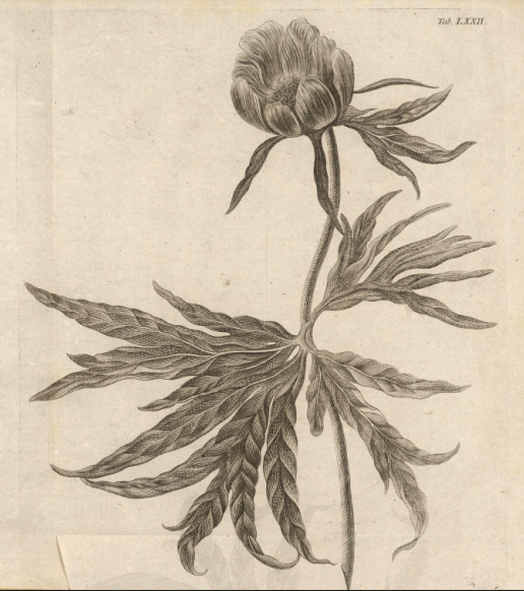 Изображение Paeonia anomala в 4 томе "Флоры Сибири" И. Г. Гмелина, 1769.
