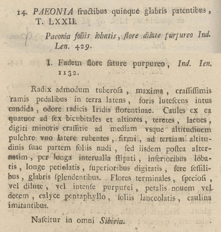 Описание Paeonia anomala в 4 томе "Флоры Сибири" И. Г. Гмелина, 1769.