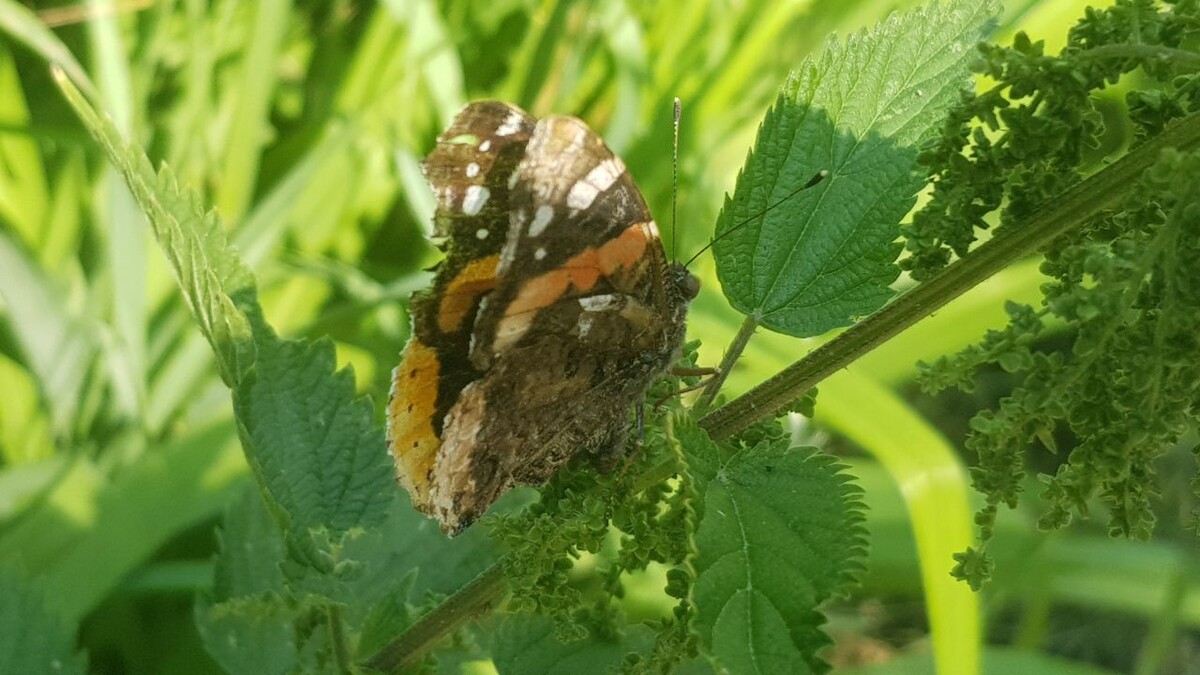 Vanessa atalanta имаго