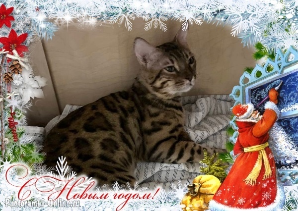 Бенгал Лёва тоже ищет дом🐾🎄