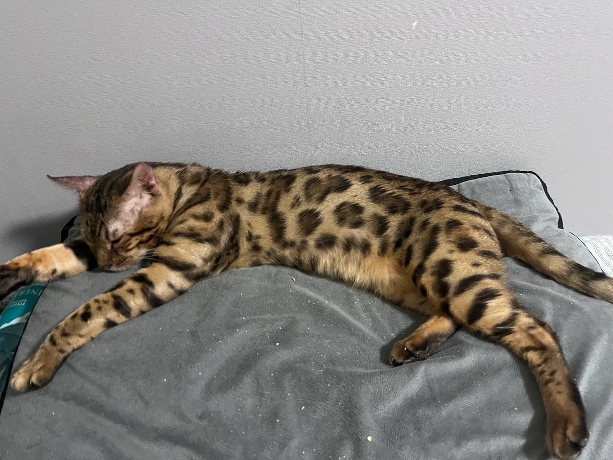 Я очень красивый умный кот 😻