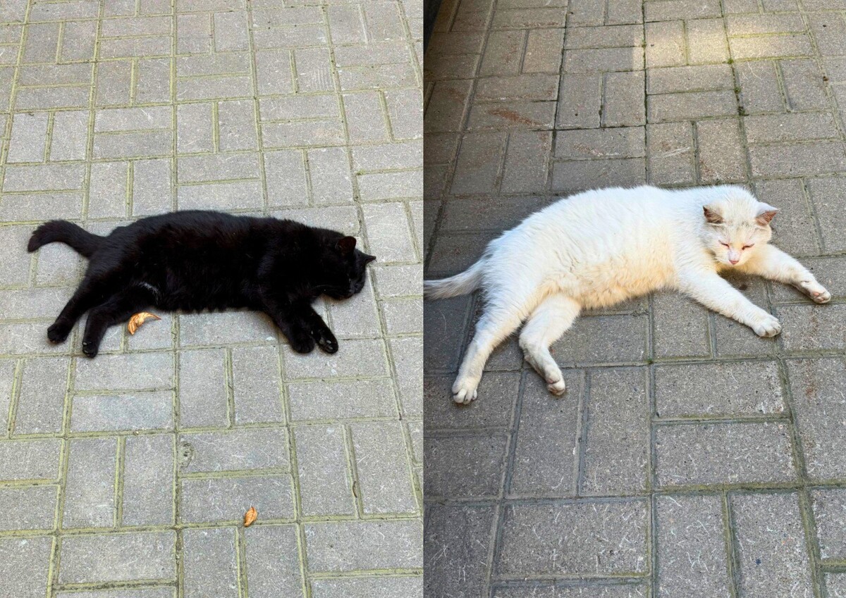 Уличные хвостатые демонстрируют округлившиеся формы. Это не природная зажировка к зиме, а лишний вес, из-за того, что «кто-то» очень любит покушать.