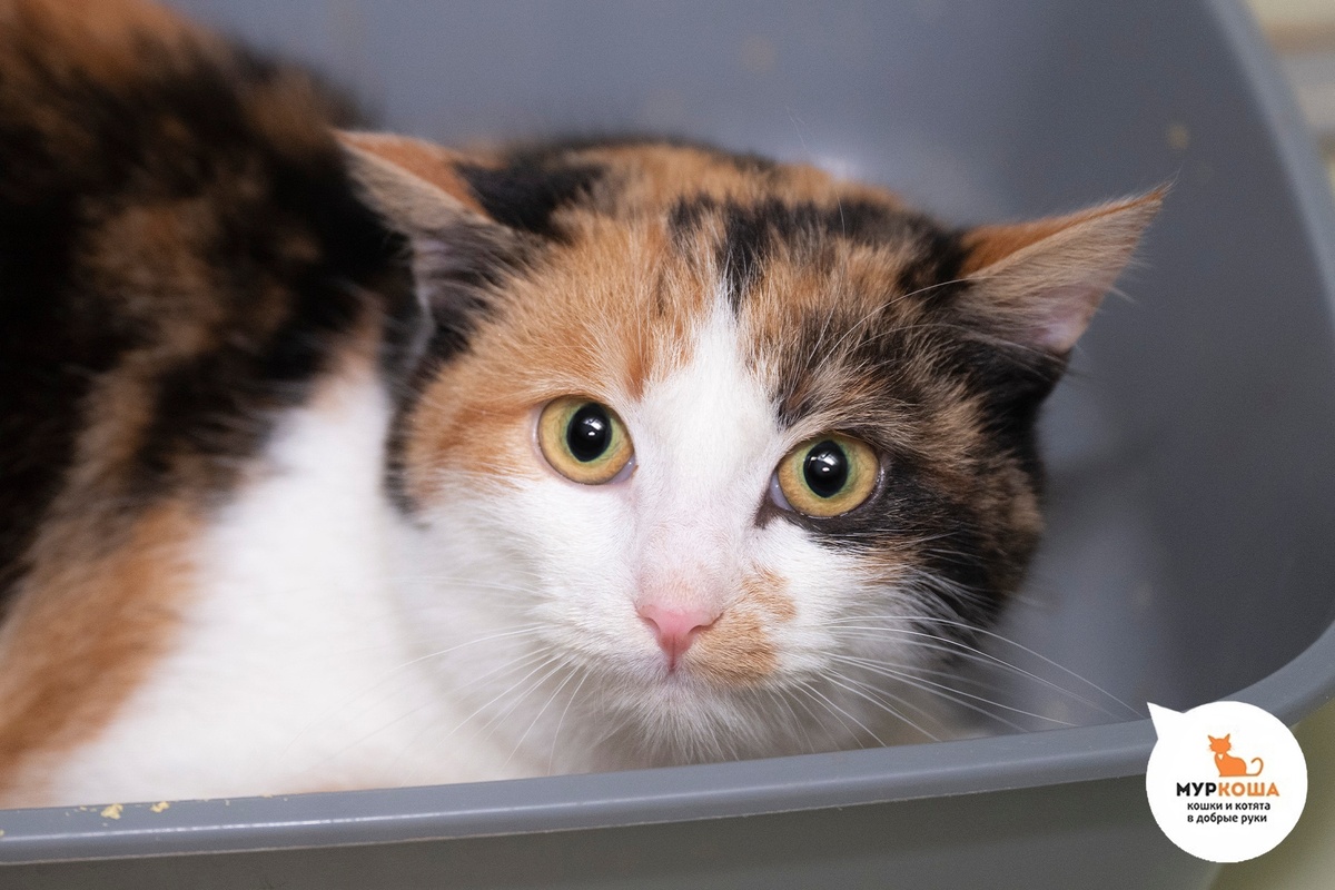 Бижу нашли на улице.