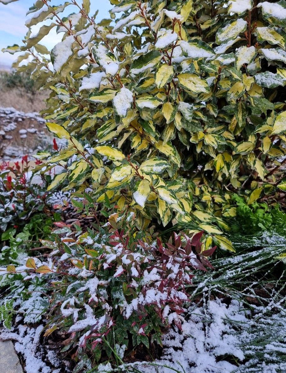 Нандина 'Flirt', Фотиния 'Fenna', Элеагнус ‘Maryline’. Январь. Анапа.