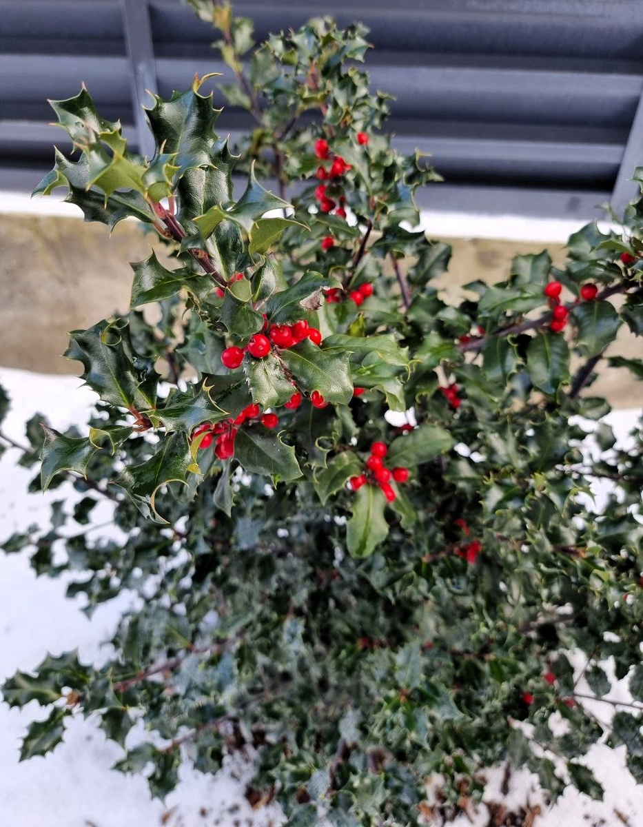 Ilex meserveae 'Blue Angel'.