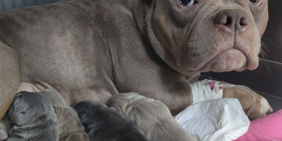 «Животное должно родить для здоровья»: опасный миф, который может стоить жизни вашему питомцу