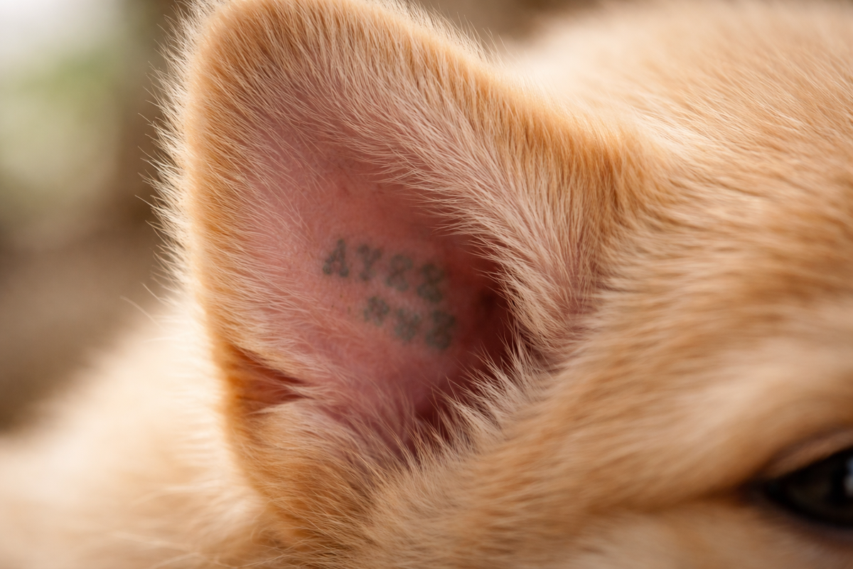 - Не паника, а идентификатор!