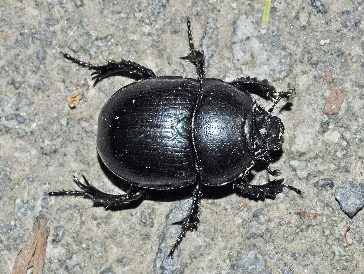 Жук-навозник