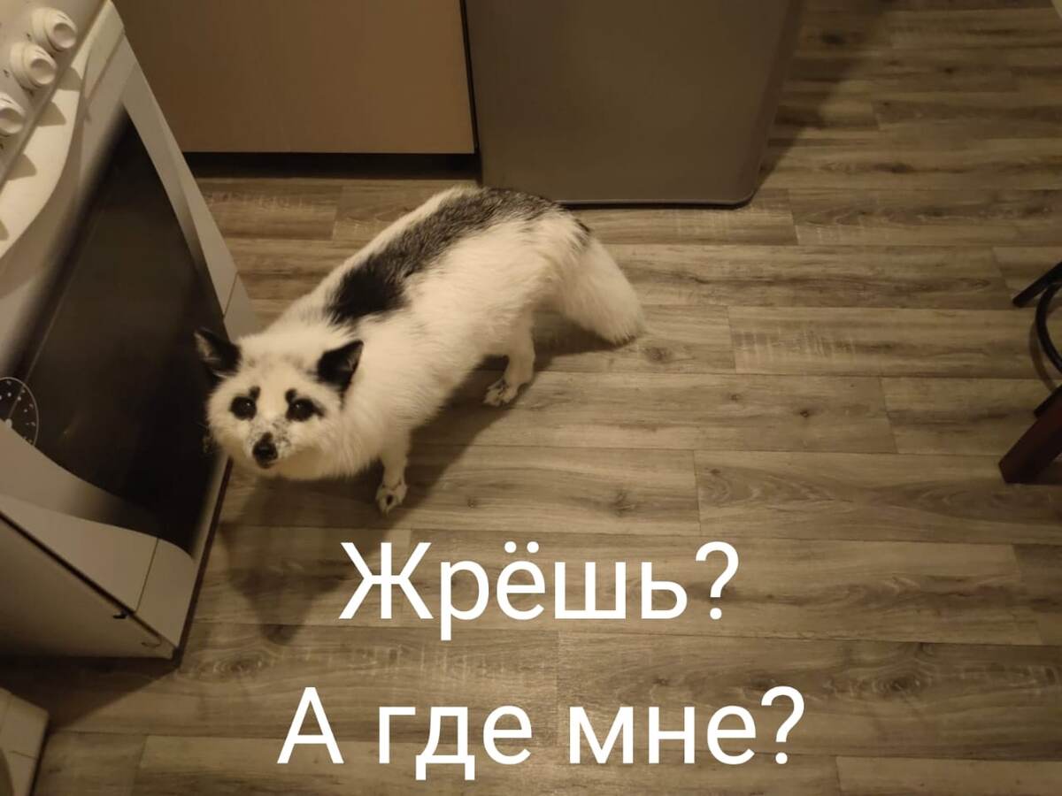 попрошайка 