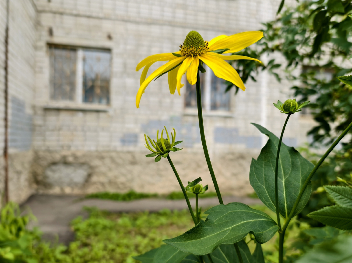 Городские цветы