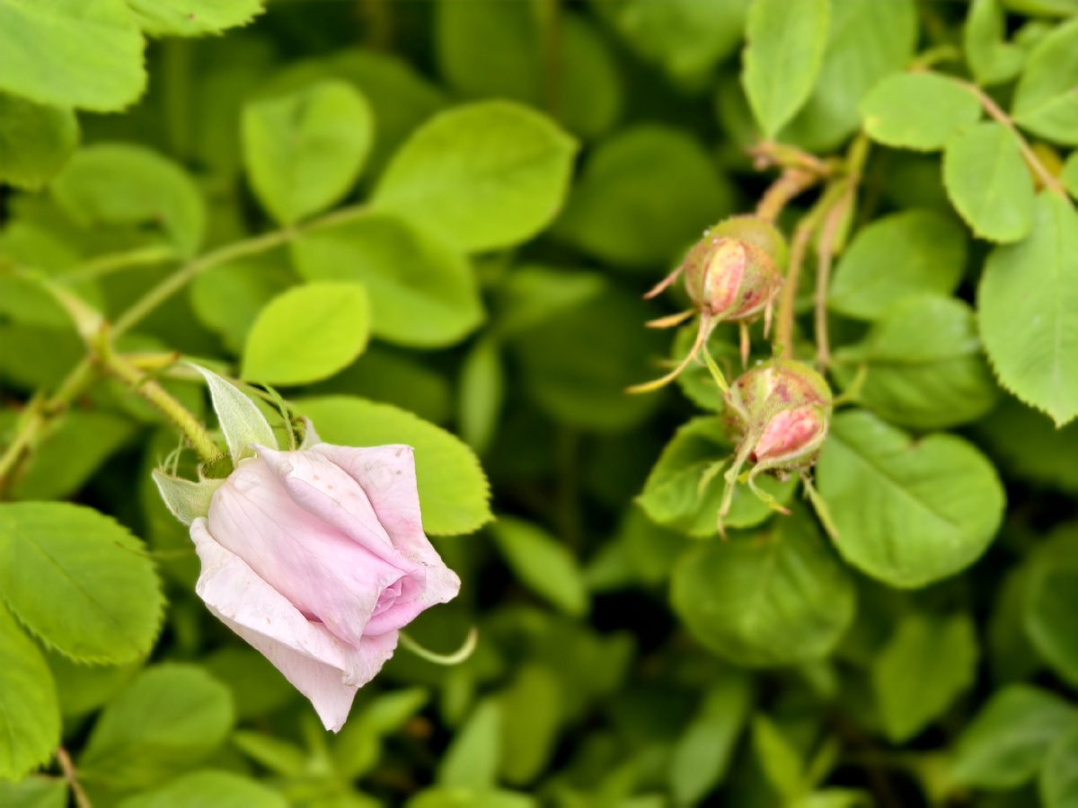 Городские цветы