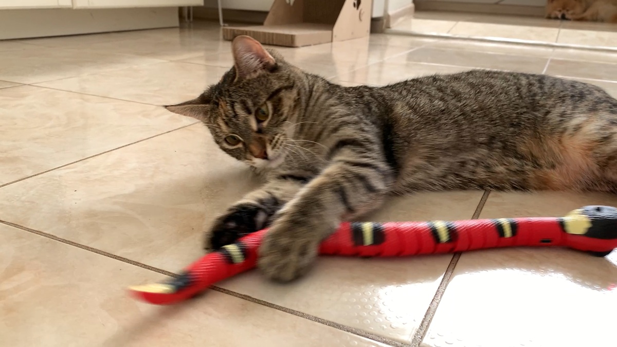 Лана охотится на змею