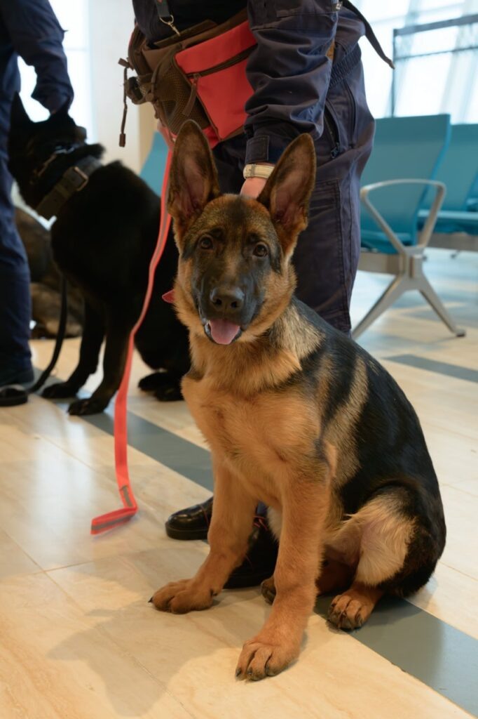    Фото: пресс-служба аэровокзала «Южно-Сахалинск» Наталья Краснова