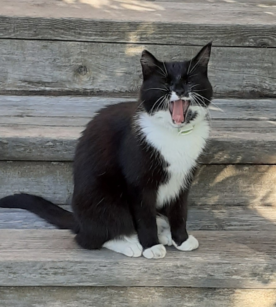 Зевнулось))