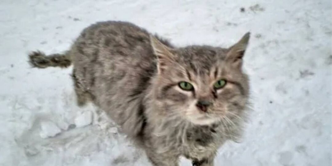 Пожалуйста распространите