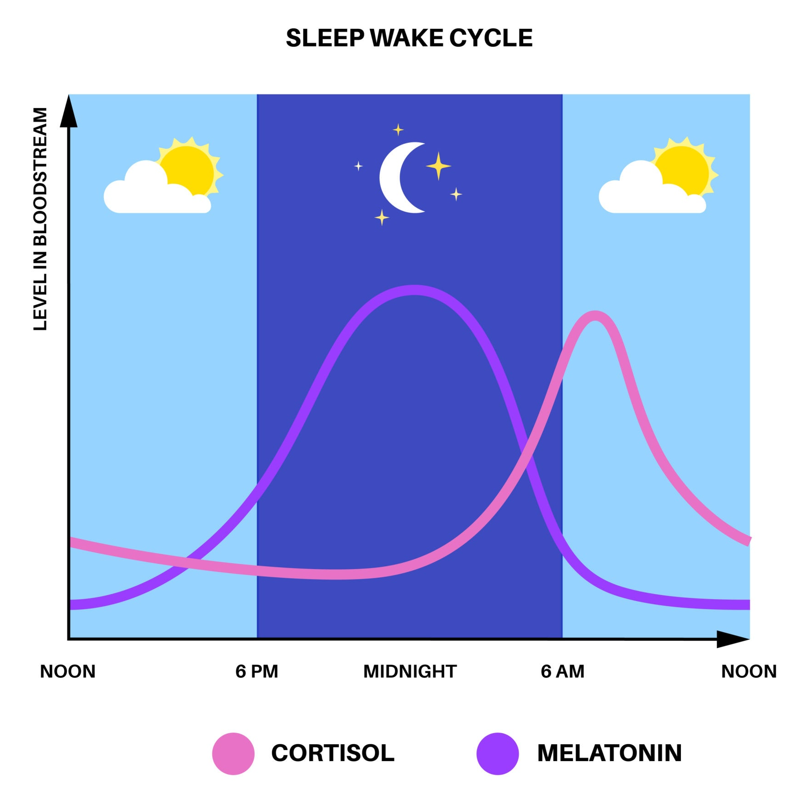 фазы сна и бордствования сдвигаются