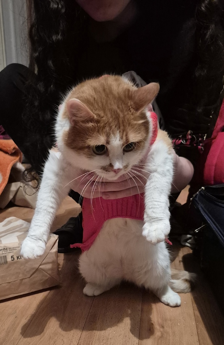 подарок кошице не понравился