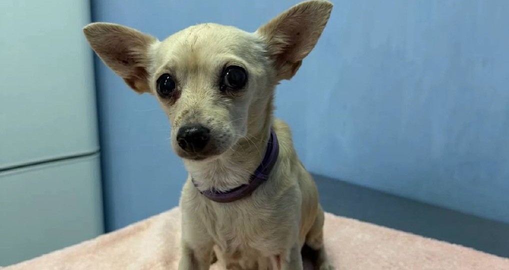 Найдена собака! Пожалуйста, максимальный репост