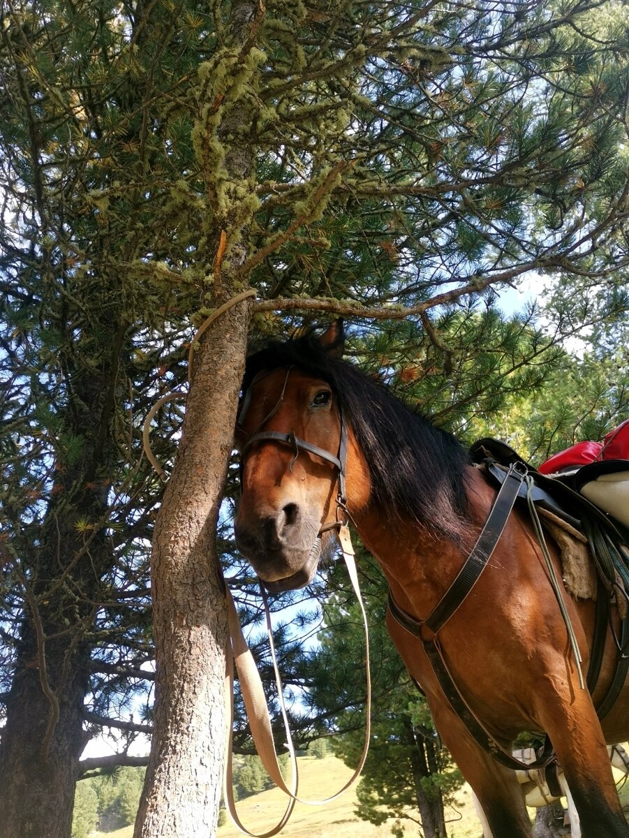    Мой конь в первом походе по кличке Малыш. Фото: АиФ/ Татьяна Гейнрих