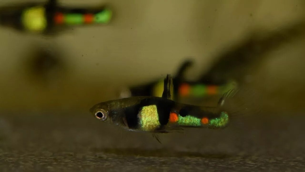 Гуппи Эндлера Эль Тигре Кампоа.